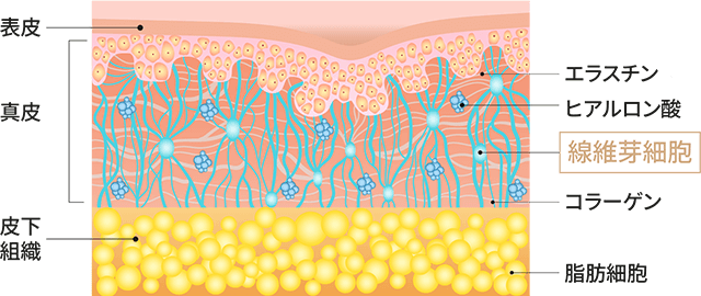 健康な皮膚の構造